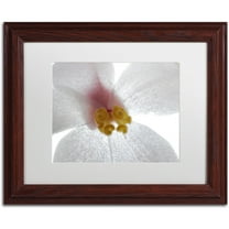 Trademark Fine Art "Escargo Begonia Flower" Canvas Art by Kurt Shaffer, White Matte, Wood Frame
