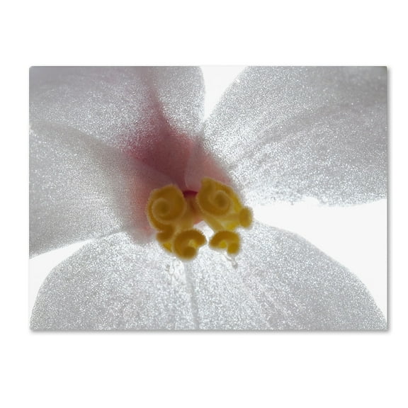Trademark Fine Art "Escargo Begonia Flower" Canvas Art by Kurt Shaffer