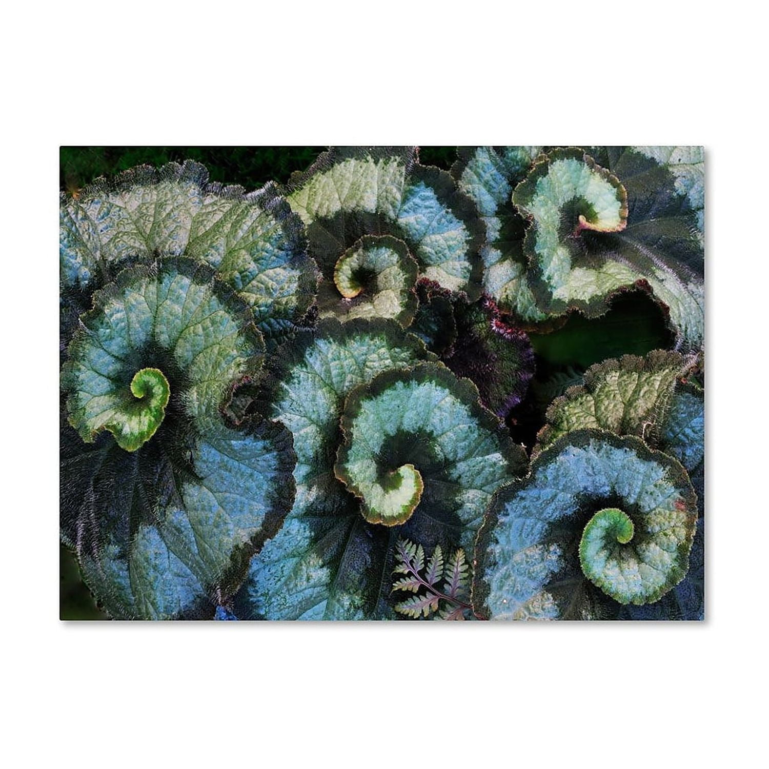 Trademark Fine Art "Escargot Begonia" Canvas Wall Art by Kurt Shaffer
