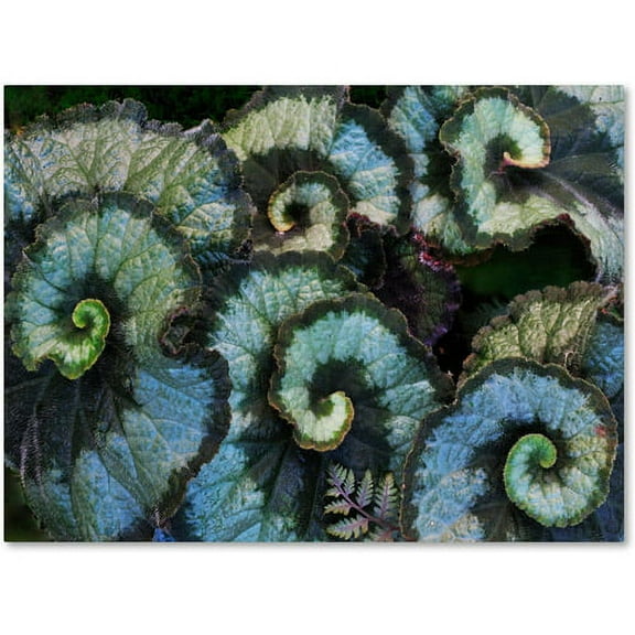 Trademark Fine Art "Escargot Begonia" Canvas Wall Art by Kurt Shaffer