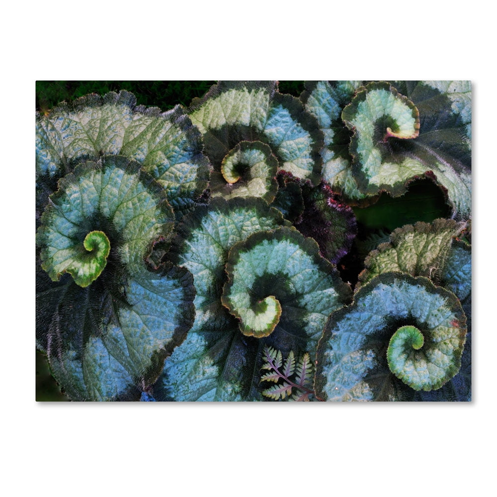 Trademark Fine Art "Escargot Begonia" Canvas Wall Art by Kurt Shaffer