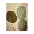 thumbnail image 1 of Trademark Fine Art 'Eucalyptus Color' Canvas Art by Debra Van Swearingen, 1 of 4