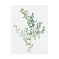 Trademark Fine Art 'Eucalyptus II Cool' Canvas Art by Danhui Nai