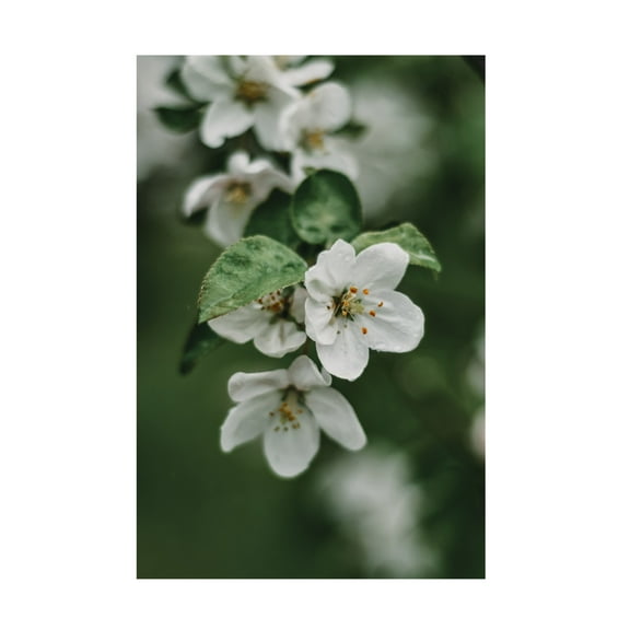 Trademark Fine Art Eva Bronzini Spring Series - Apple Blossoms in the Rain 4 12 Canvas Wall Art
