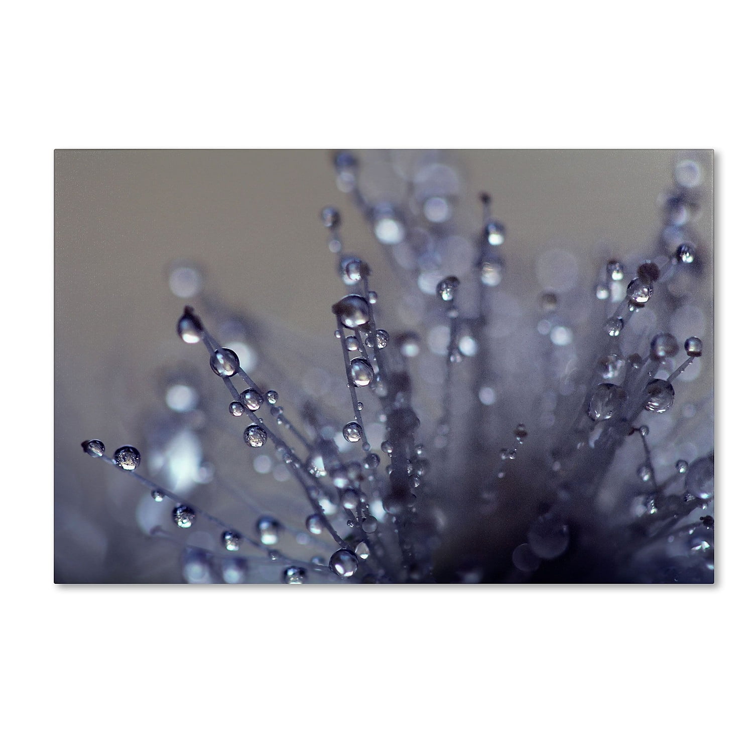 Trademark Fine Art "Evening Jewels" Canvas Art by Beata Czyzowska Young