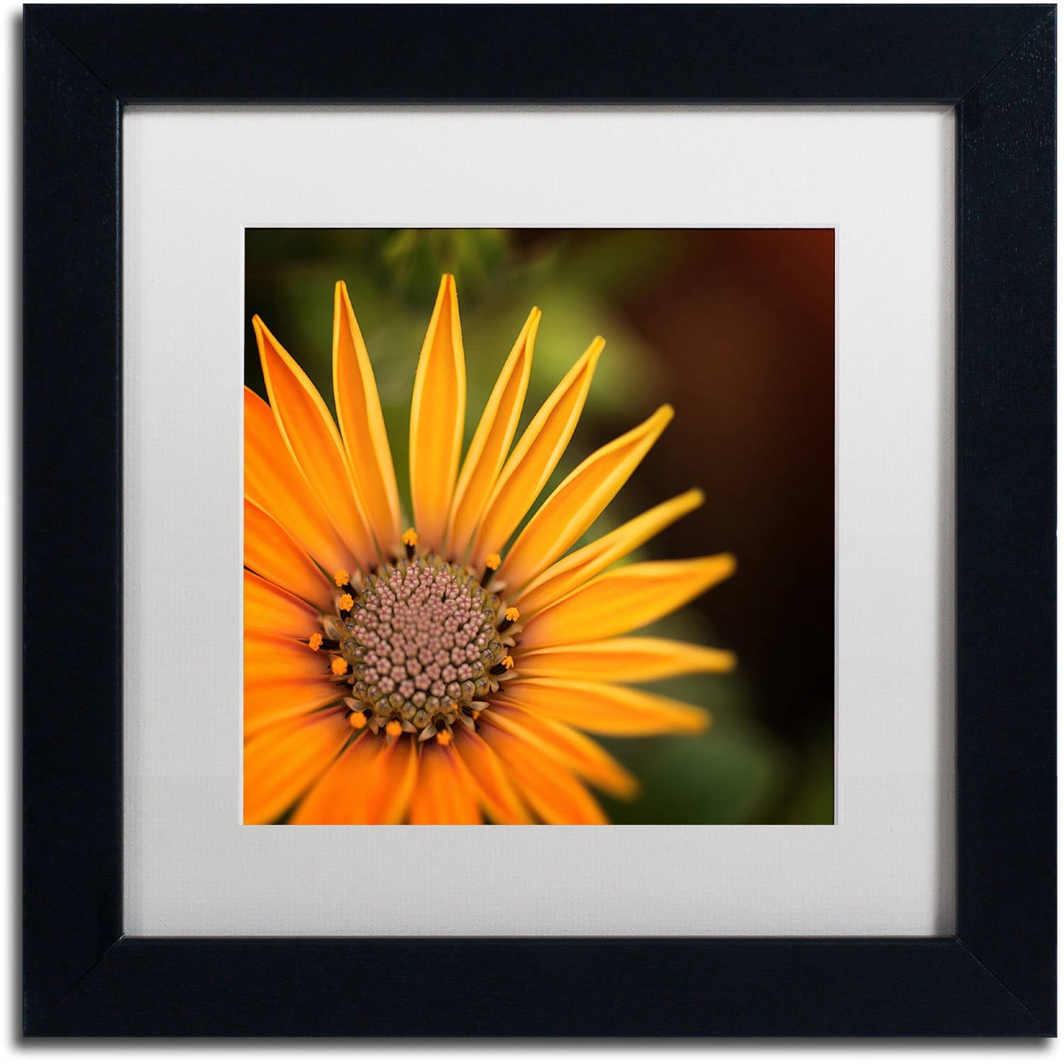 Trademark Fine Art "Everyday" Canvas Art by Philippe Sainte-Laudy, White Matte, Black Frame