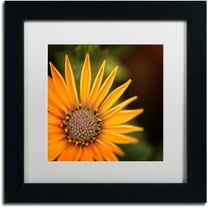 Trademark Fine Art "Everyday" Canvas Art by Philippe Sainte-Laudy, White Matte, Black Frame