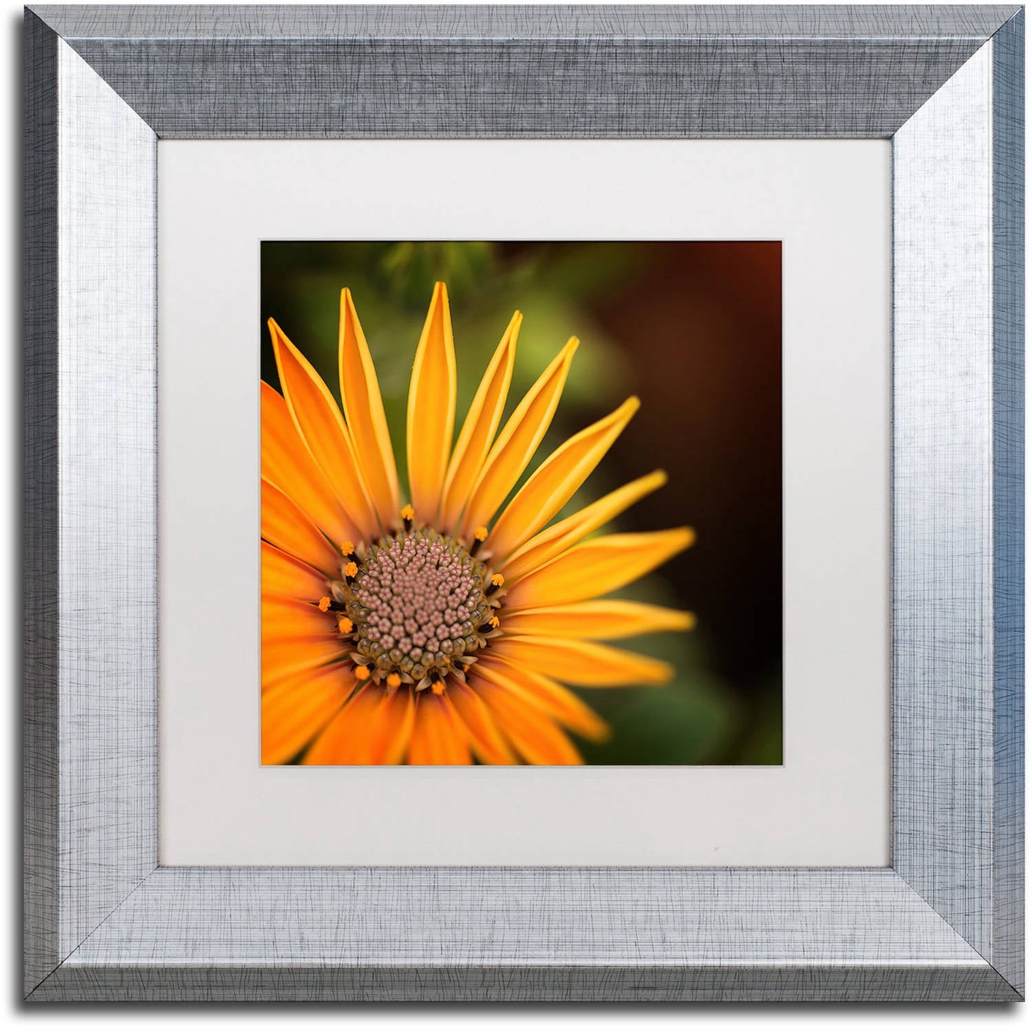 Trademark Fine Art "Everyday" Canvas Art by Philippe Sainte-Laudy, White Matte, Silver Frame