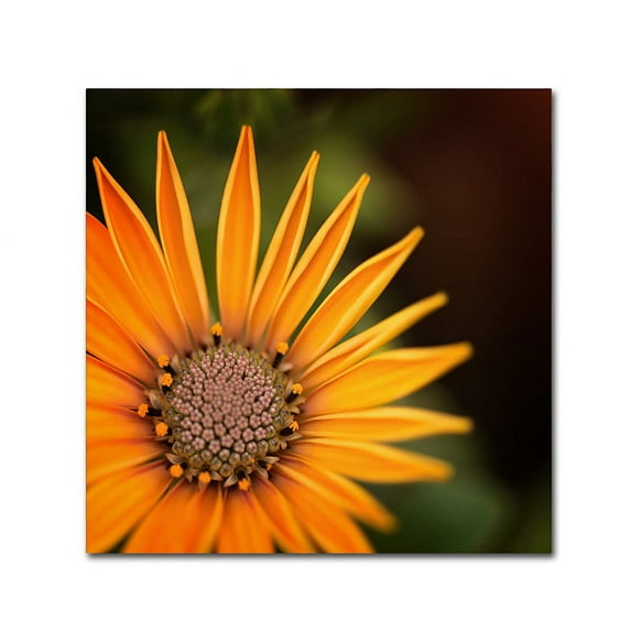 Trademark Fine Art "Everyday" Canvas Art by Philippe Sainte-Laudy