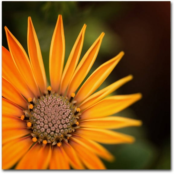 Trademark Fine Art "Everyday" Canvas Art by Philippe Sainte-Laudy