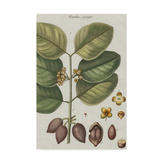 Trademark Fine Art 'Exotic Botanique II' Canvas Art by Vision Studio