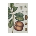 thumbnail image 1 of Trademark Fine Art 'Exotic Botanique IV' Canvas Art by Vision Studio, 1 of 4