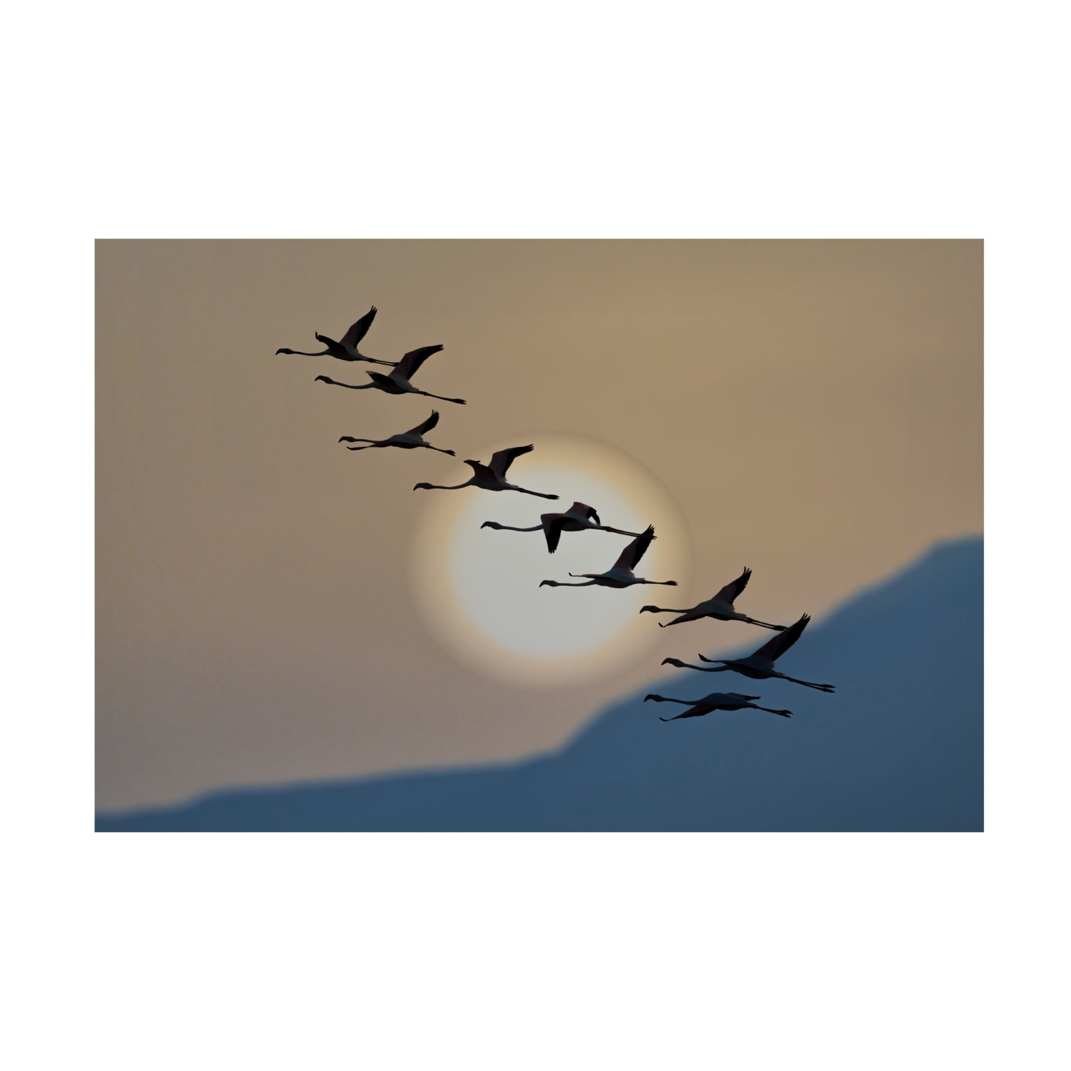 Trademark Fine Art Eyal Bar Or Flamingos At Sunrise Canvas Wall Art
