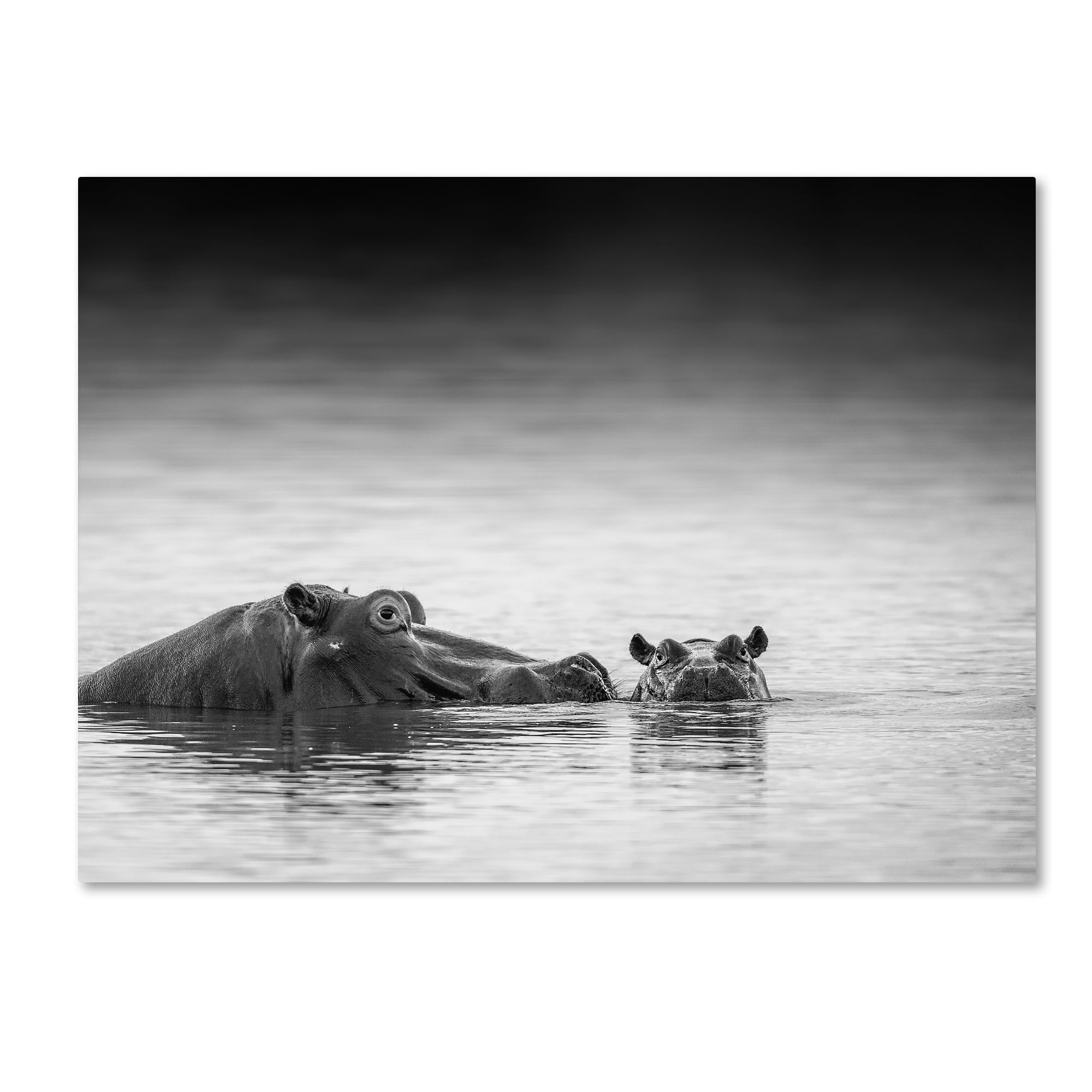 Trademark Fine Art 'Eye Level' Canvas Art by Jaco Marx