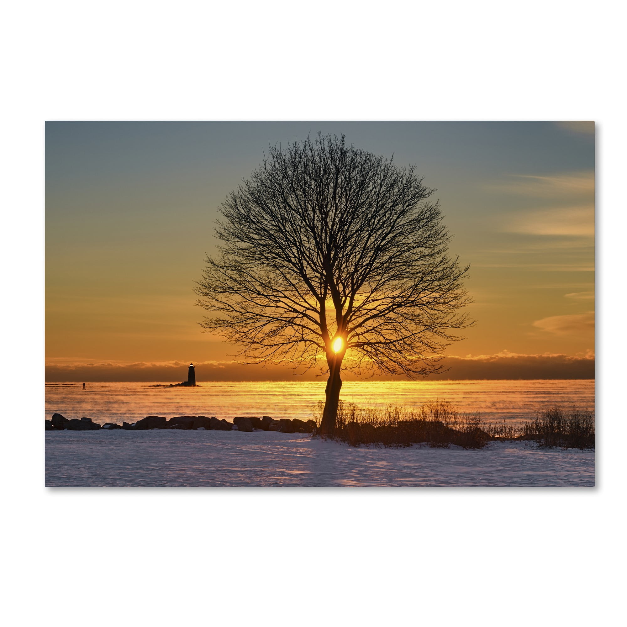 Trademark Fine Art 'Eye of the Tree' Canvas Art by Michael Blanchette Photography