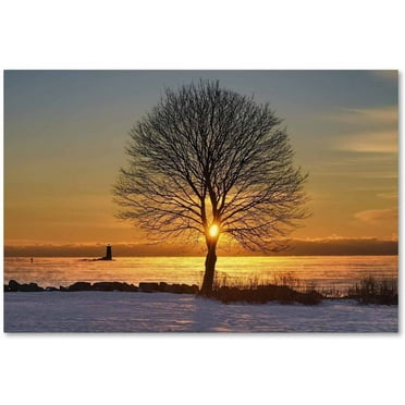 Trademark Fine Art 'Eye of the Tree' Canvas Art by Michael Blanchette Photography