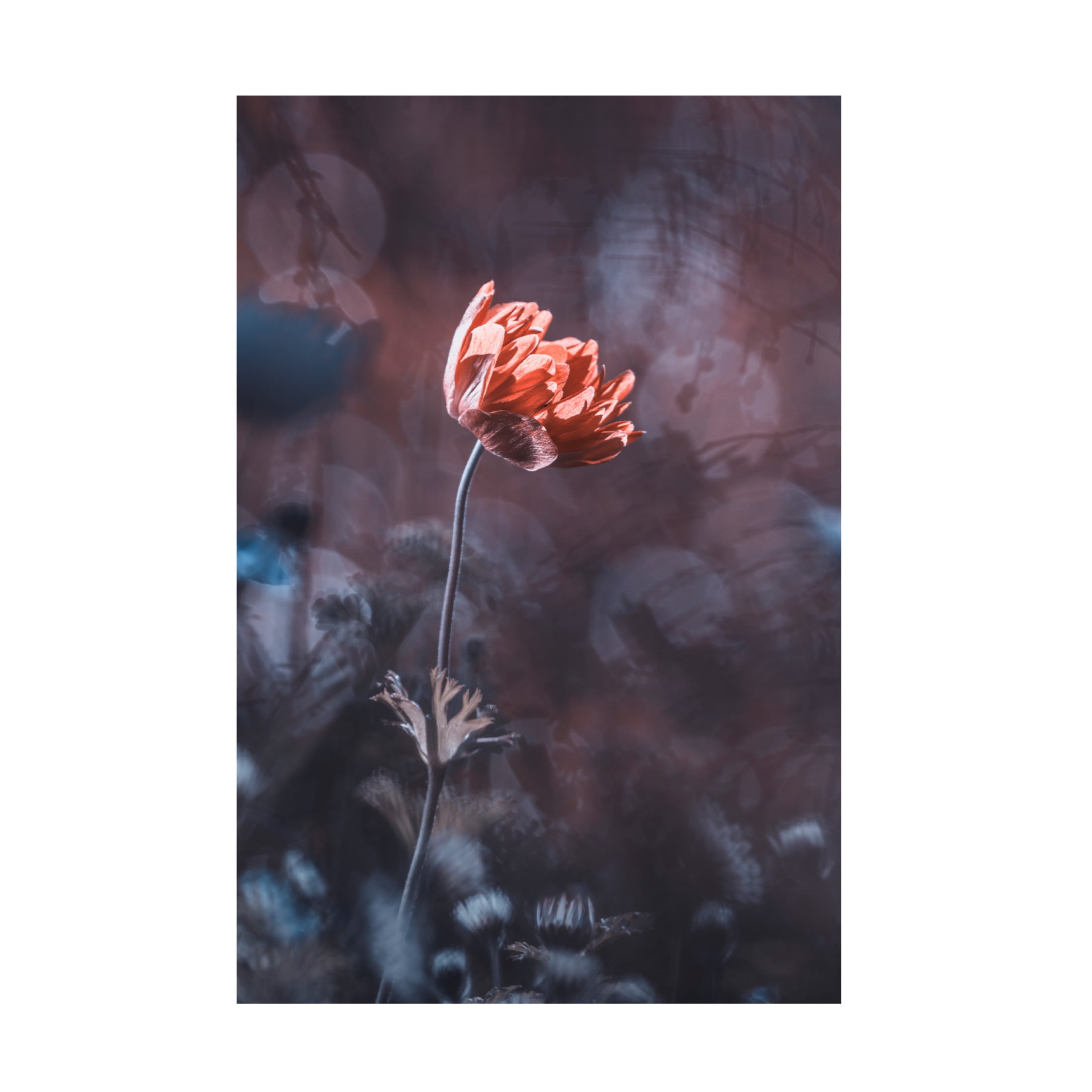 Trademark Fine Art Fabien BRAVIN Elegance Canvas Wall Art