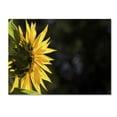 thumbnail image 1 of Trademark Fine Art "Facing the Sun" Canvas Art by Kurt Shaffer, 1 of 3