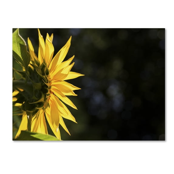 Trademark Fine Art "Facing the Sun" Canvas Art by Kurt Shaffer