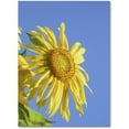 thumbnail image 1 of Trademark Fine Art "Facing the Sun III" Canvas Art by Kurt Shaffer, 1 of 3