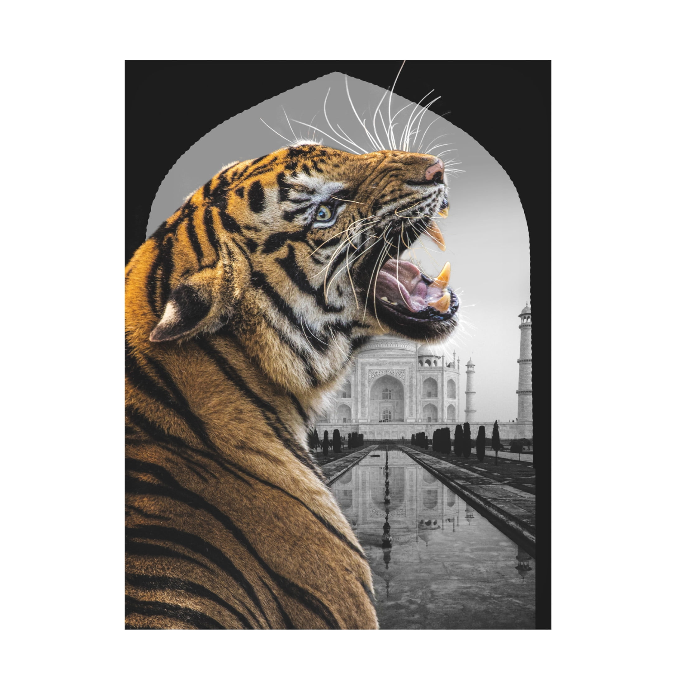 Trademark Fine Art Fadil Roze  Bengali Stare Canvas Wall Art