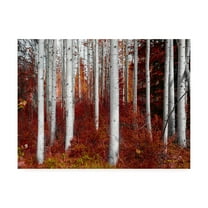 Trademark Fine Art 'Fall Birches' Canvas Art by Vladimir Kostk