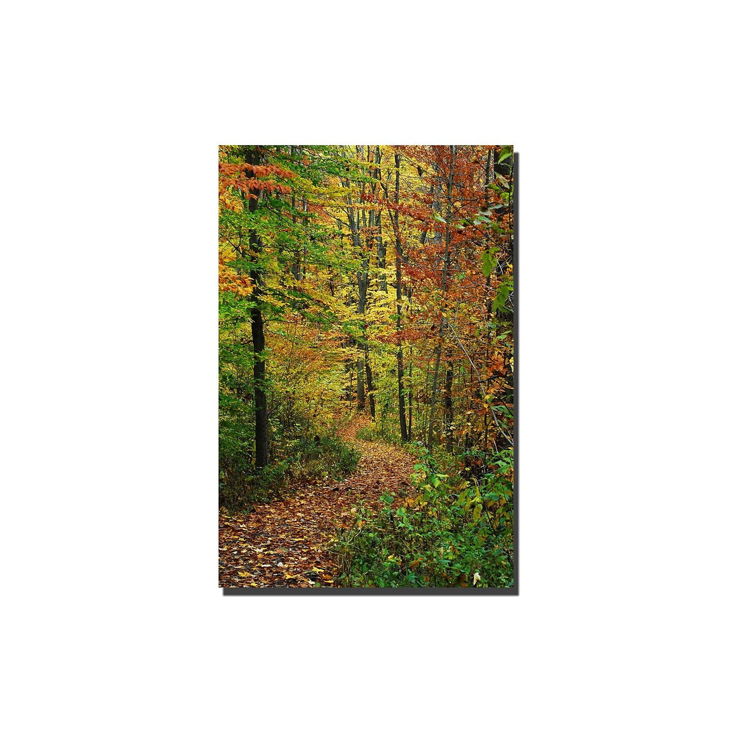 Autumn Forest Trail Framed Canvas Art Print
