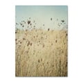 thumbnail image 1 of Trademark Fine Art 'Falling Queen Anne's Lace II Crop' Canvas Art by Elizabeth Urquhart, 1 of 3