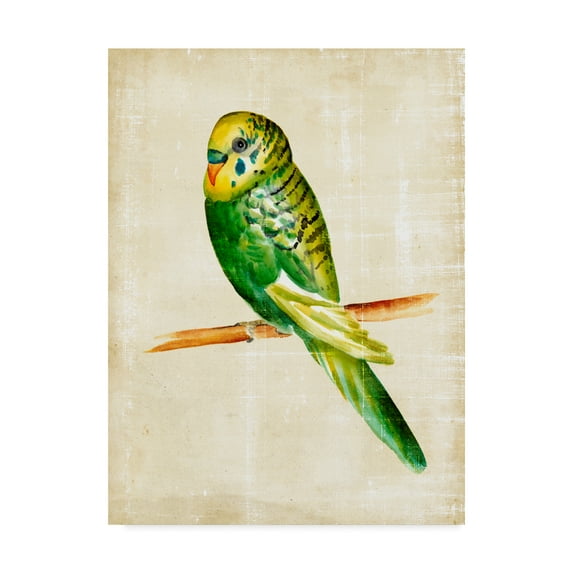 Trademark Fine Art 'Fanciful Birds III' Canvas Art by Chariklia Zarris