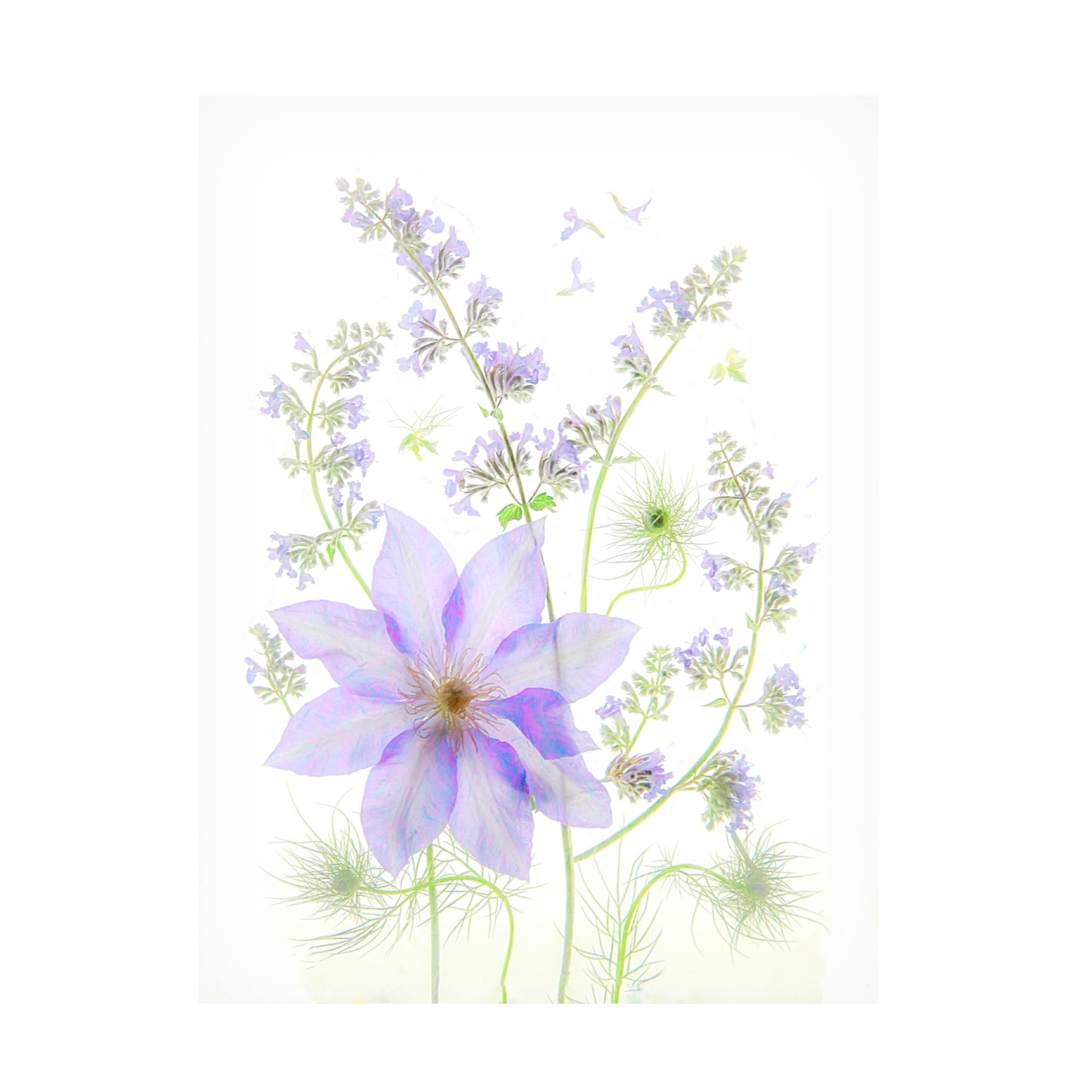 Purple Clematis Floral Canvas Wall Art