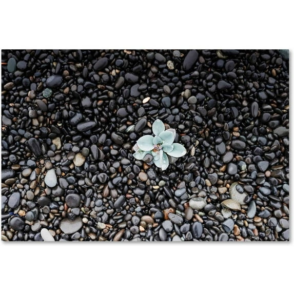 Trademark Fine Art 'Far From Blue' Canvas Art by Philippe Sainte-Laudy