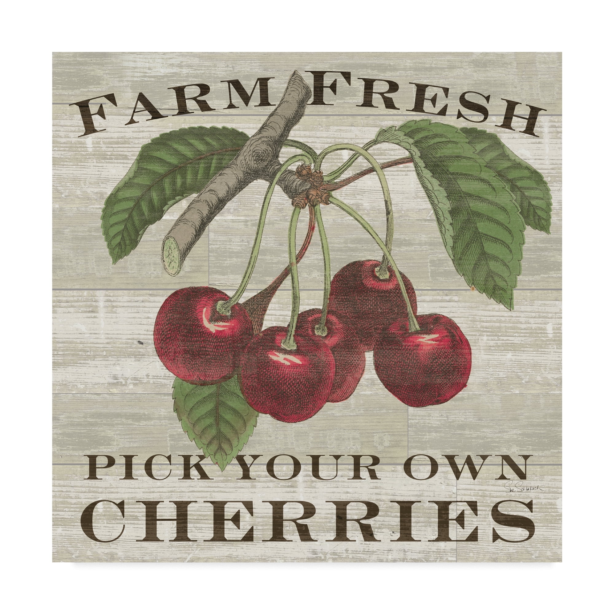 Trademark Fine Art 'Farm Fresh Cherries Square' Canvas Art by Sue Schlabach