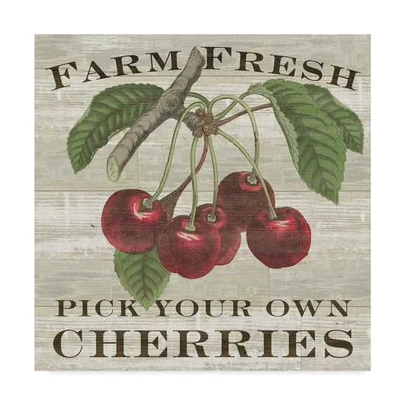 Trademark Fine Art 'Farm Fresh Cherries Square' Canvas Art by Sue Schlabach