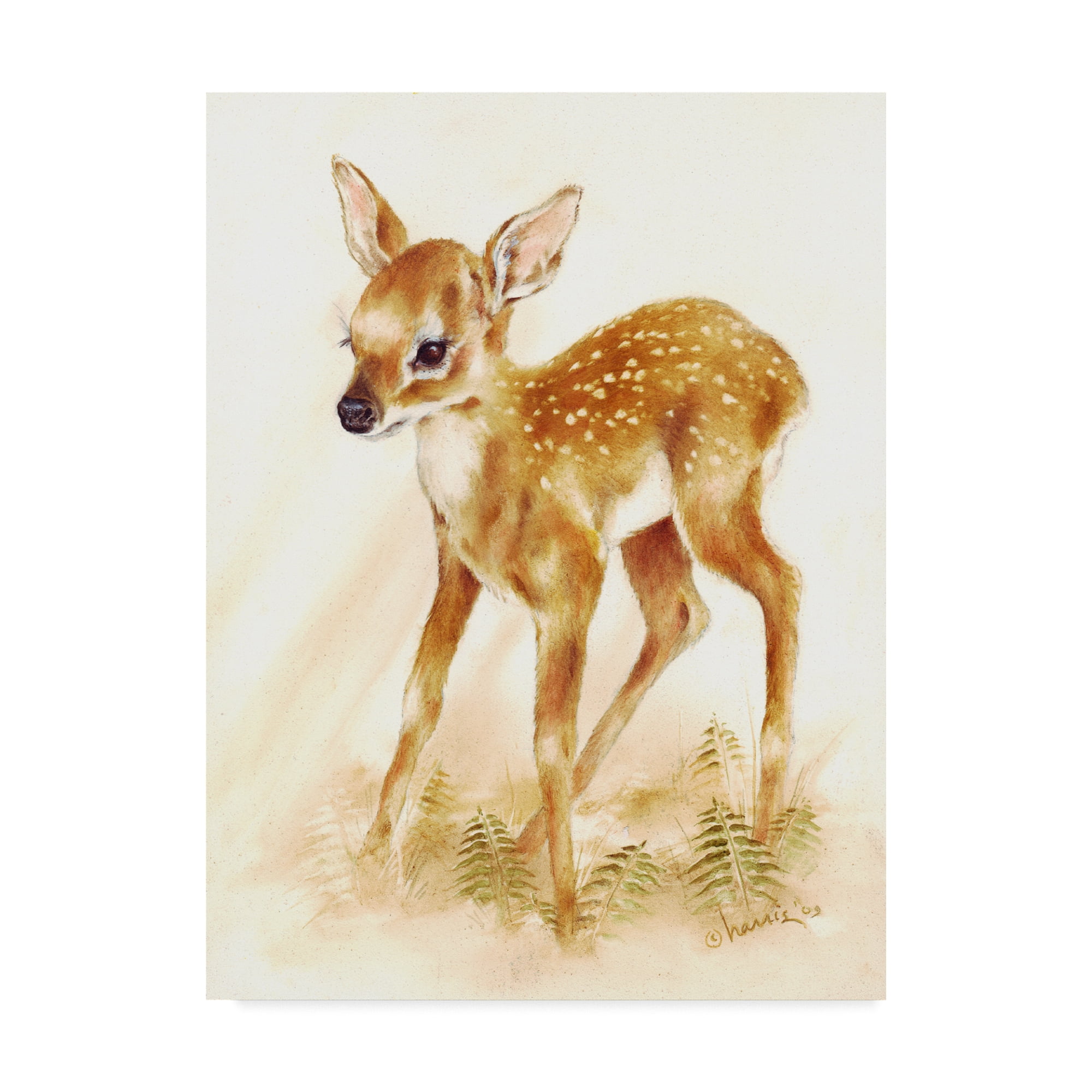 Trademark Fine Art 'Fawn' Canvas Art by Peggy Harris