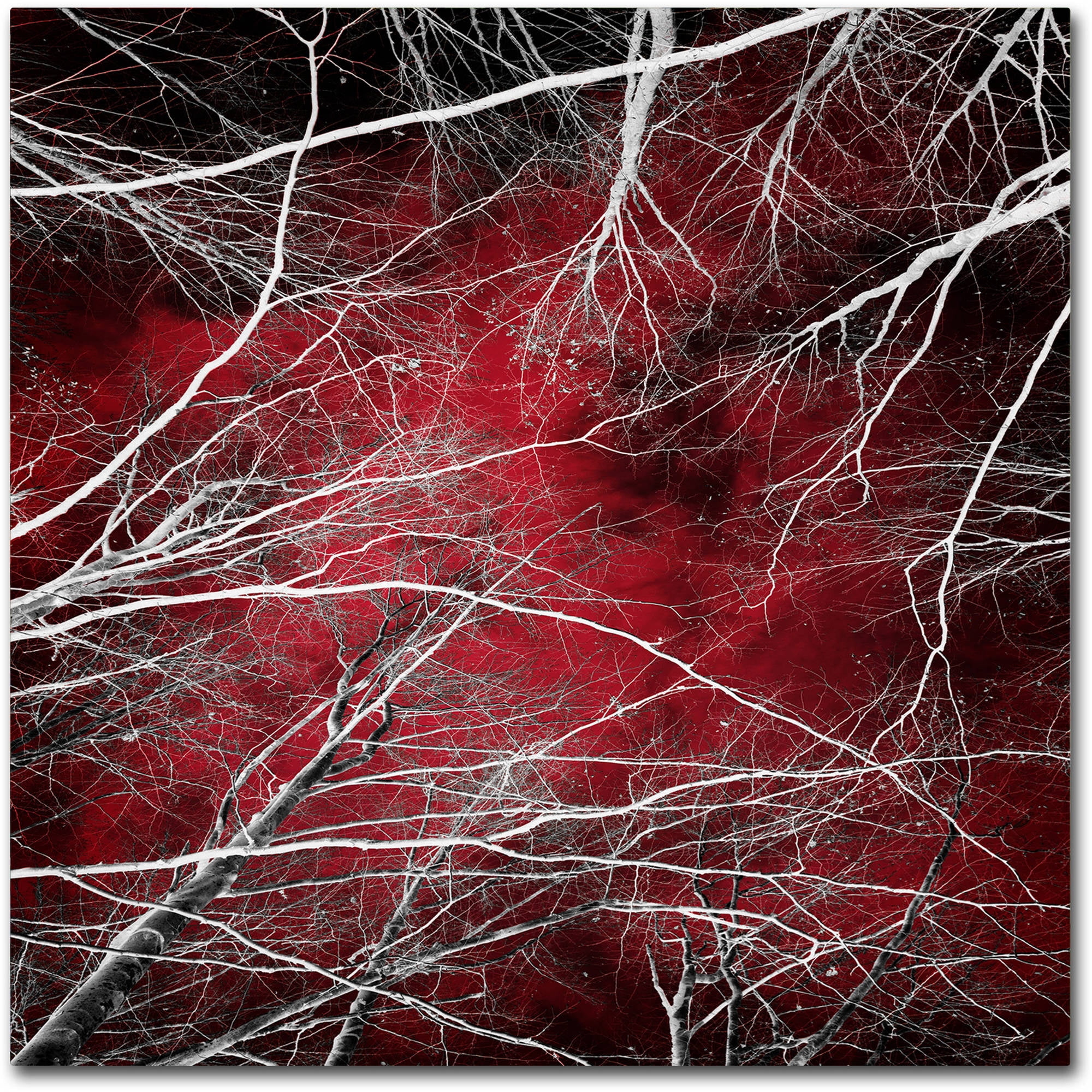 Trademark Fine Art "Fear" Canvas Art by Philippe Sainte-Laudy