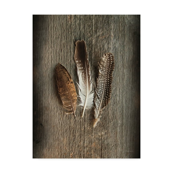 Trademark Fine Art 'Feather Collection II' Canvas Art by Sue Schlabach