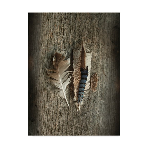 Trademark Fine Art 'Feather Collection III' Canvas Art by Sue Schlabach