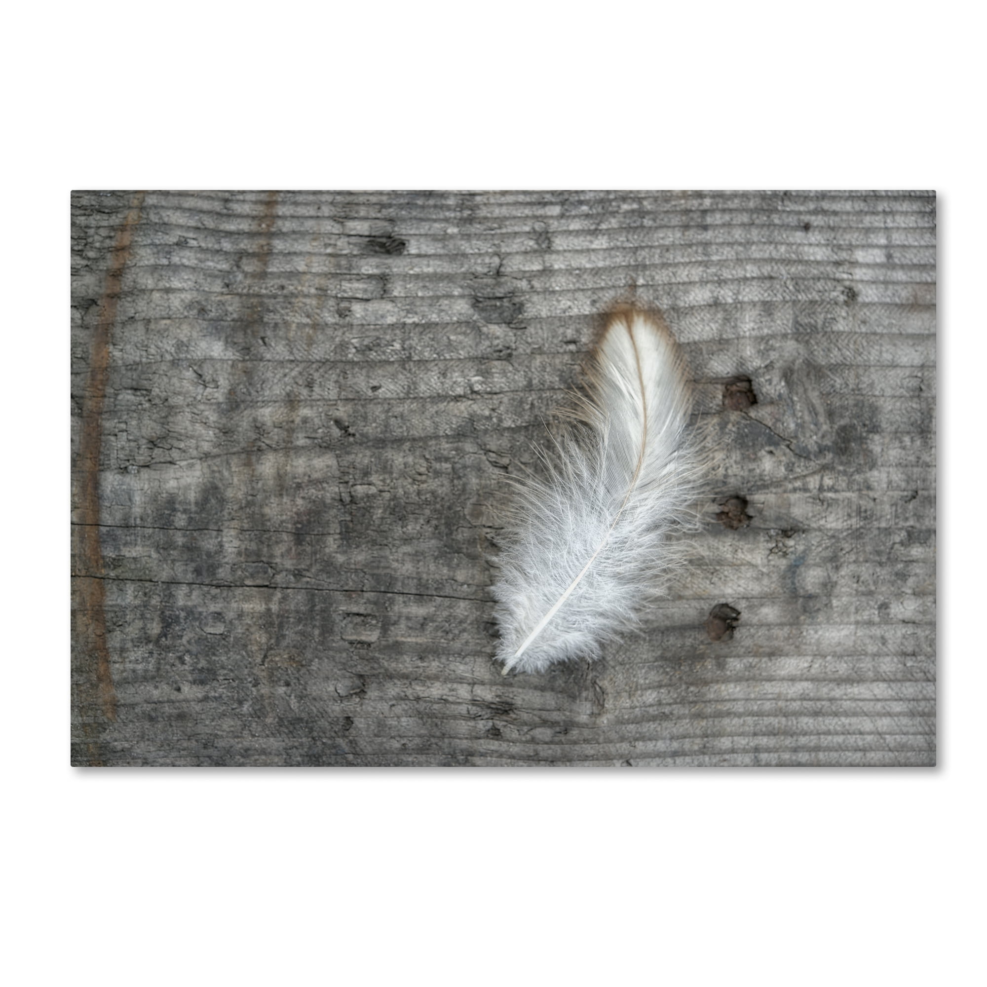 Trademark Fine Art 'Feather on Rough Wood' Canvas Art by Cora Niele