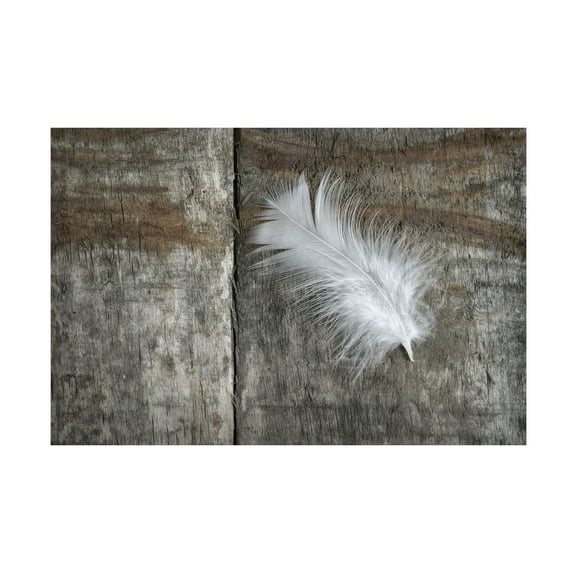 Trademark Fine Art 'Feather on Wood II' Canvas Art by Cora Niele
