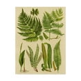 thumbnail image 1 of Trademark Fine Art 'Fern Collection I' Canvas Art by Vision Studio, 1 of 4