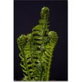 thumbnail image 1 of Trademark Fine Art "Fern Fronds Unfolding II" Canvas Art by Kurt Shaffer, 1 of 3