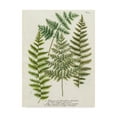 thumbnail image 1 of Trademark Fine Art 'Fern Gathering I' Canvas Art by Weinmann, 1 of 4
