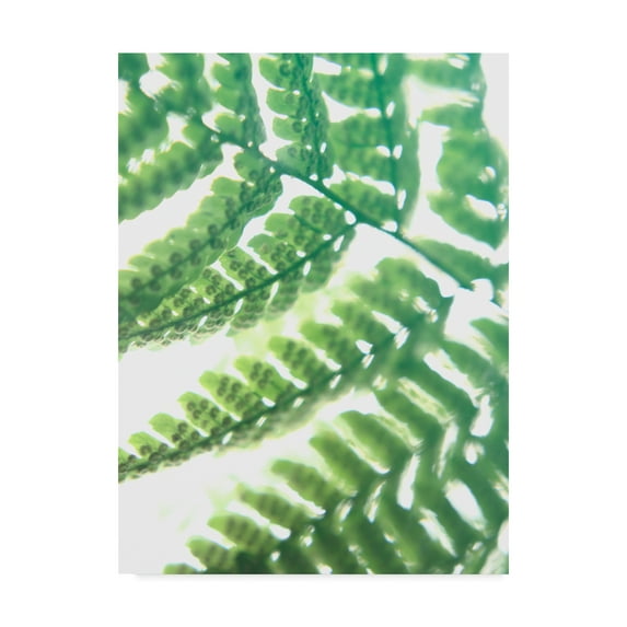 Trademark Fine Art 'Fern Glow II' Canvas Art by Jason Johnson