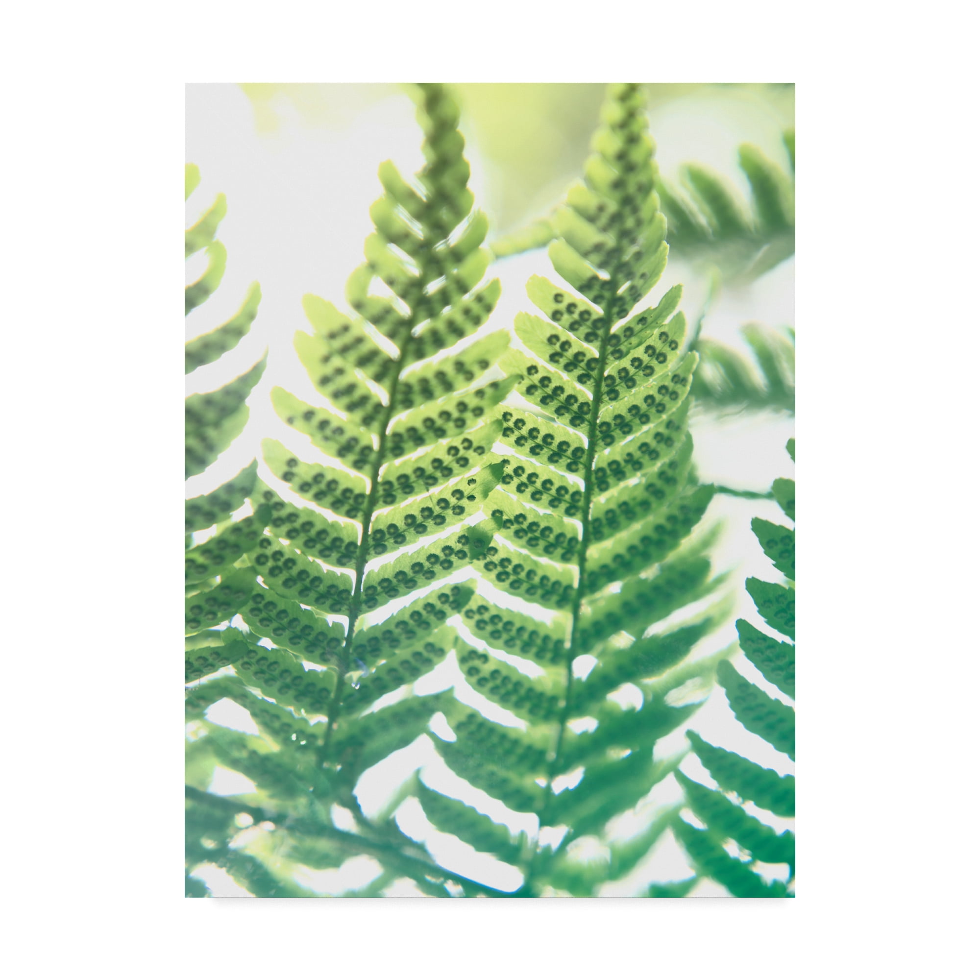 Large Green Palm Leaf Gallery-Wrapped Canvas Art