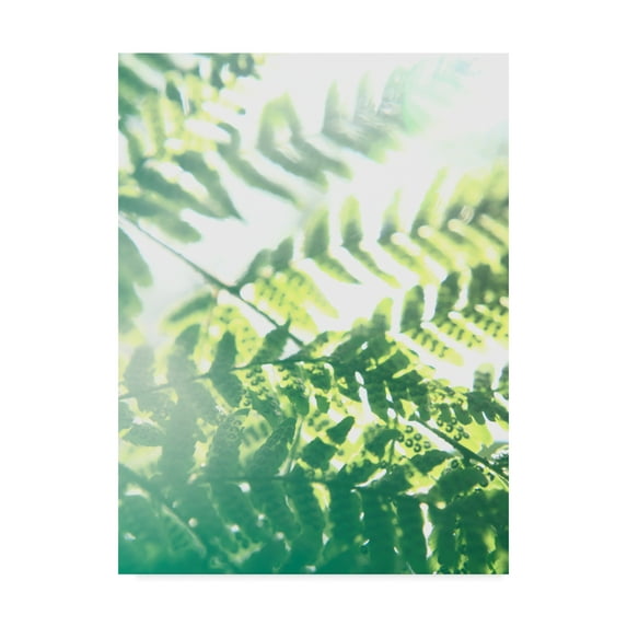 Trademark Fine Art 'Fern Glow V' Canvas Art by Jason Johnson