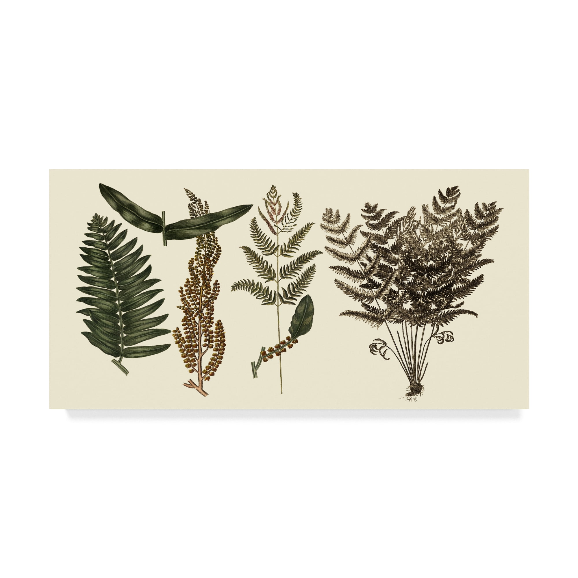 Trademark Fine Art 'Fern Leaf Folio I' Canvas Art by Georg C. Oeder