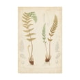 thumbnail image 1 of Trademark Fine Art 'Fern Study I' Canvas Art by Vision Studio, 1 of 3
