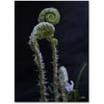 thumbnail image 1 of Trademark Fine Art "Fern and Flower" Canvas Art by Kurt Shaffer, 1 of 3