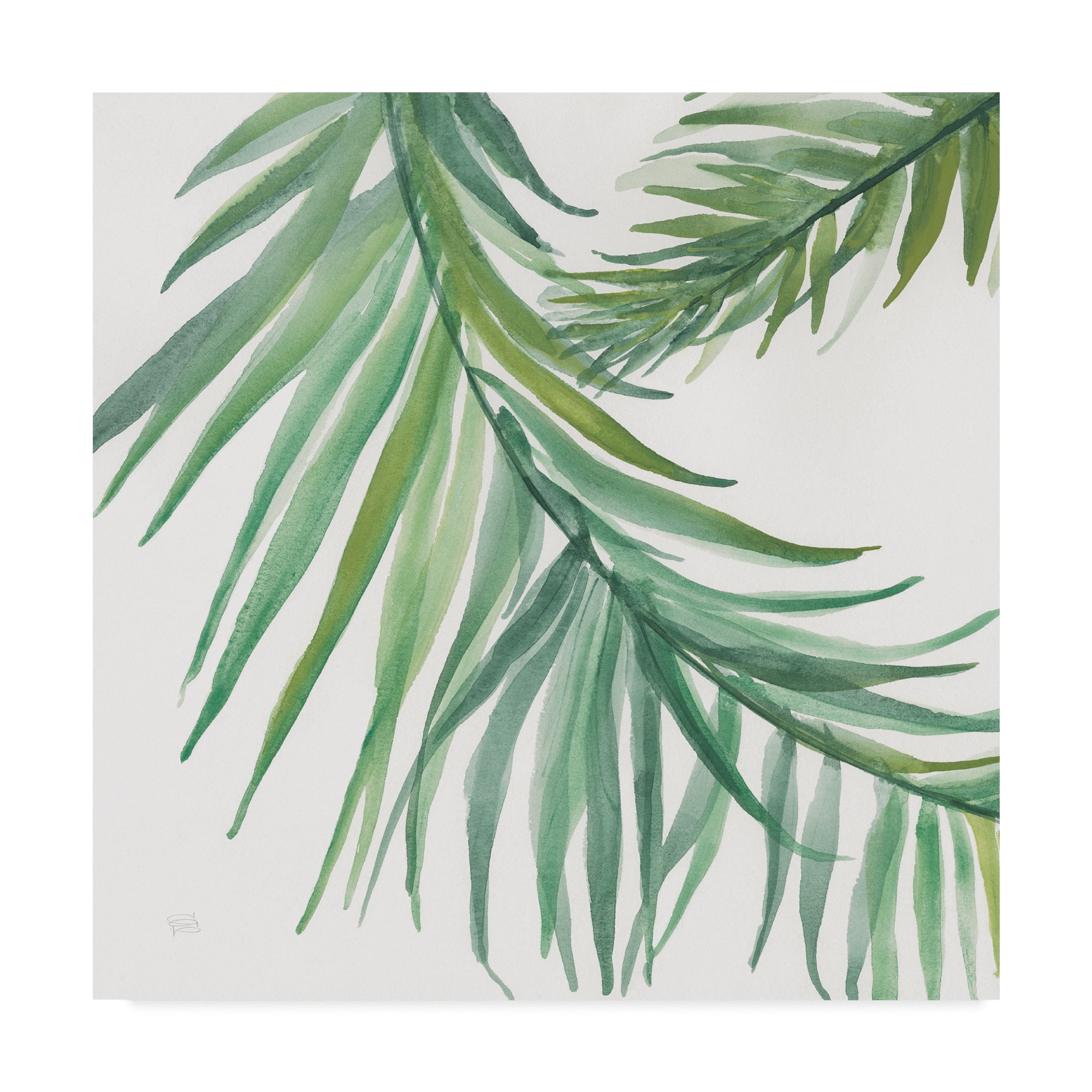 Trademark Fine Art 'Ferns Square IV' Canvas Art by Chris Paschke