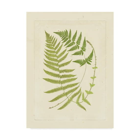 Trademark Fine Art 'Ferns with Platemark V' Canvas Art by Vision Studio